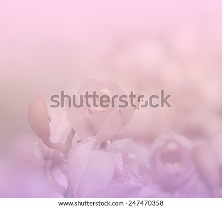 Sweet Cymbidium orchids in pastel tone for soft background.
