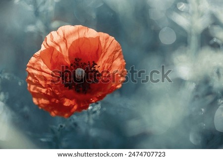 Red poppies in dew in the meadow at dawn