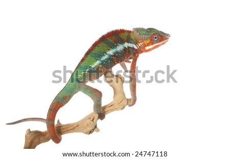 Ambilobe Panther Chameleon (Furcifer pardalis) isolated on white background.