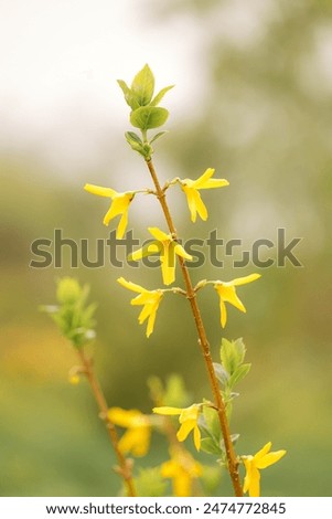 Beautiful yellow flowers of Forsythia plant on a blurry green background. Vertical photo with copy space for cards, posters and screen wallpapers