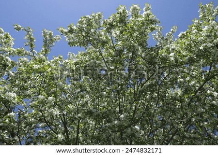 White Blossoms Blooming on a Tree Under a Blue Sky