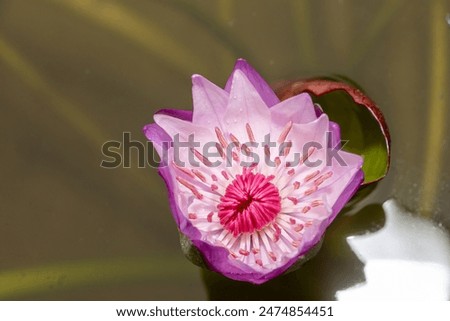 Lotus, Colorful, flower, pink, outdoor