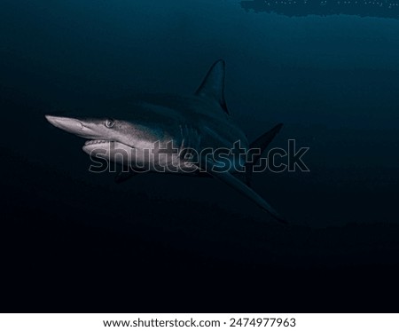 A magnificent black-finned reef shark proudly swims in the depths of the sea close-up