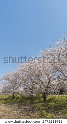 Japanese cherry blossom tree lined landscape.