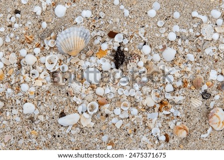 Various types of seashells on the sand.