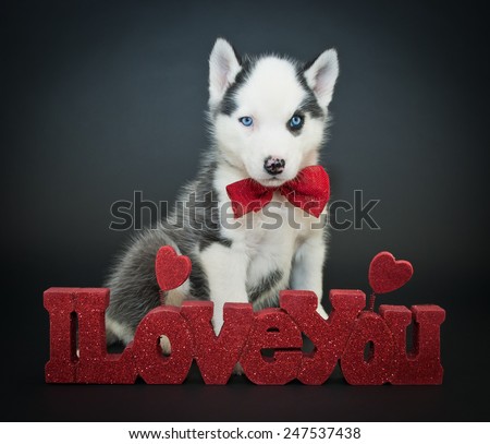 Cute Husky puppy sitting with an I Love You sign on a black background.