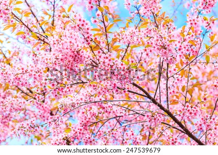 landscape cherry blossom and sakura Thailand