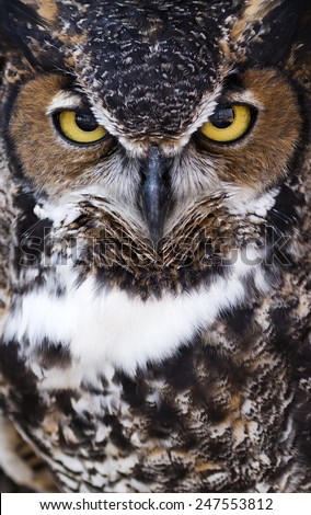tightly framed close up portrait of a great horned owl with room for text