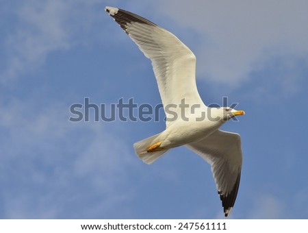 Seagull flying with open wings on blue sky. 