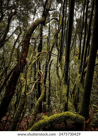picture of the dense rainforest. Jungle picture from Tenerife.