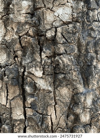 The surface of tree bark.