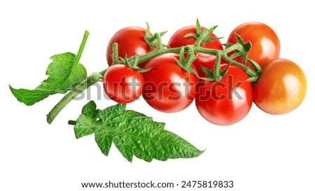 Fresh Tomatoes with green leaves. Tomato vegetables brunch. Vegetable isolated on white background. Organic natural farm grown food harvest. 