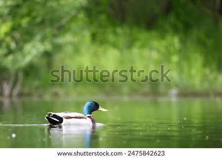 ducks on the lake 2024