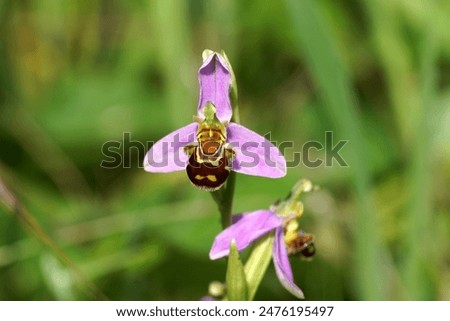 Close up flower of a bee orchid Ophrys apifera. Family Orchidaceae. Faded green background. Summer, June, France                               