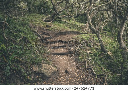 Forest trail in Featherbed Nature Reserve. Knysna. Western Cape. South Africa. Royalty-Free Stock Photo #247624771