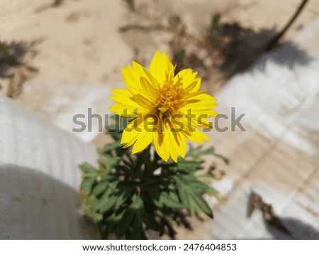 one beautiful yellow colour flowers and sunshine lights and fade away beckground 