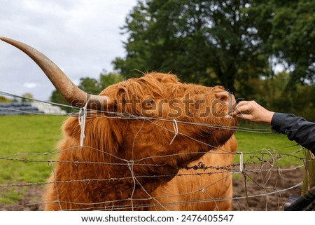 Portrait picture of a Highland cow.