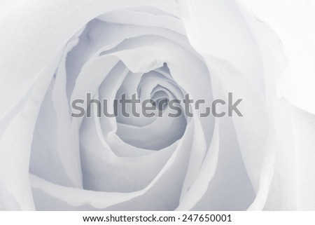 Close up White rose texture nature background.