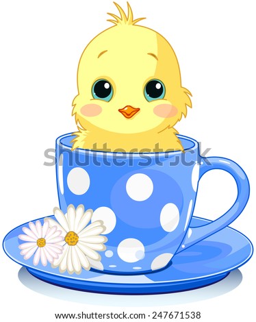 Domestic chicken sits in tea cup. 