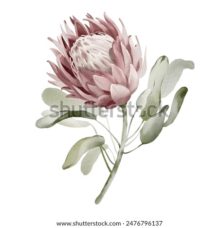 Watercolor illustration of a tropical flower. Protea close up hand drawn on an isolated background. Colorful wedding exotic flower. Australian botany poster. Plant element for postcard.