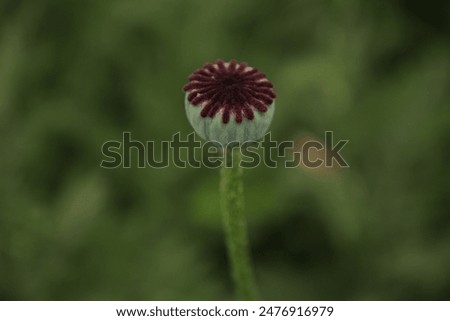 photos of poppy on a dark green background
