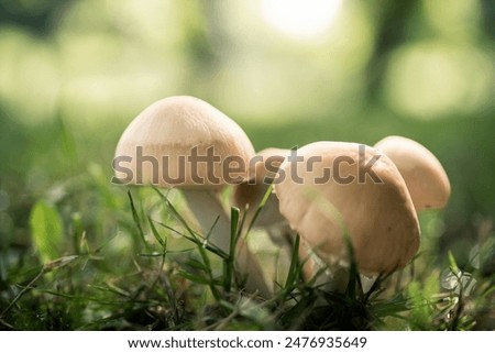 Close up of wild mushrooms in nature against green blurred background