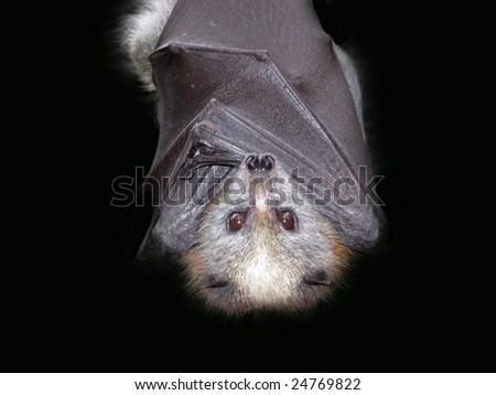 bats Royalty-Free Stock Photo #24769822