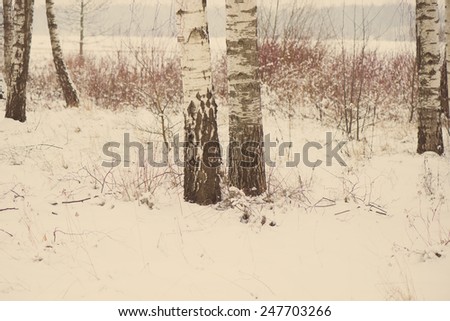 beautiful snowy winter landscape with trees and white  sky - aged photo effect, vintage retro