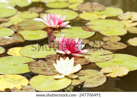 Beautiful close up photo of two pink water lilis
