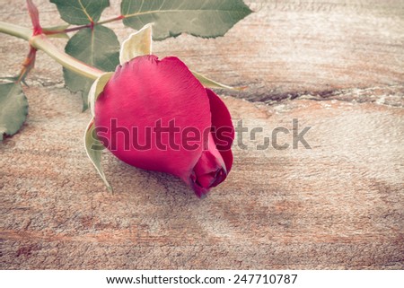 Close up Red rose on wood background.