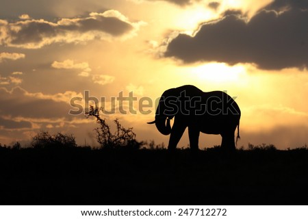 An African elephant against a perfect South African sunset sky.