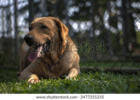 A landscape of cute and beautiful labrador playing and sitting in the dog park. Lovely labrador. dog panting concept.
