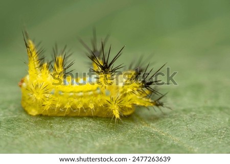 cnidocampa flavescens larva in the wild state 