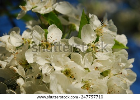 tree blossom flowers