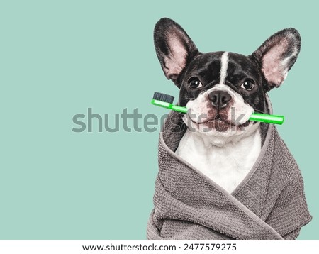 Cute puppy, towel and toothbrush. Clean and healthy teeth. Close-up, indoors. Studio shot, isolated background. Concept of care, education, obedience training and raising pets
