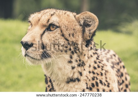 Headshot of cheetah against blurred green background. Tenikwa wildlife sanctuary. Plettenberg Bay. South Africa.