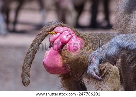detail pink ass baboons