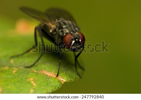 Fly sitting on leaf