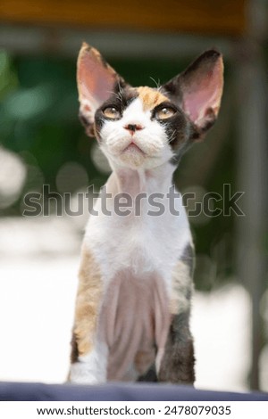 Portrait of a young female Devon Rex Cat