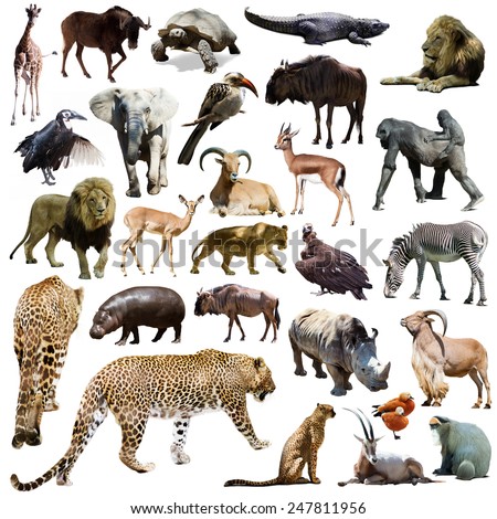 Set of leopard and other African animals. Isolated over white