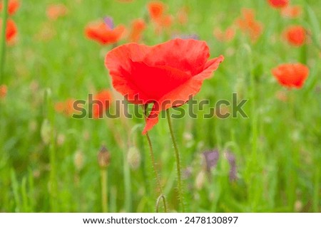 One beautiful red poppy on the field