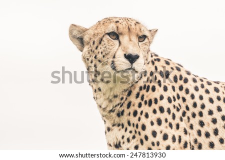 Headshot of cheetah against white background. Tenikwa wildlife sanctuary. Plettenberg Bay. South Africa.