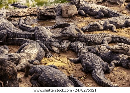 A image of Crocodile alligator