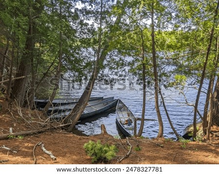 Four canoes on lake of bays tied to trees on the shoreline during the summer