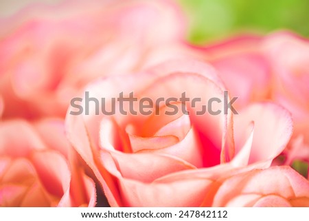 Pink fabric rose