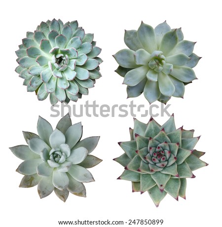 Macro of succulent plant in the desert collection Royalty-Free Stock Photo #247850899