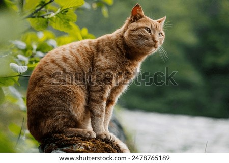 A European wildcat in its natural forest habitat. The photograph captures the wildcat's distinctive features, including its dense fur, robust body, and piercing eyes