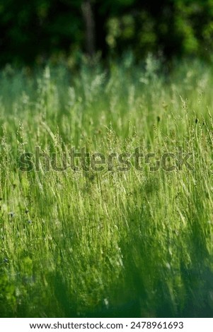 background meadow grass in the sun