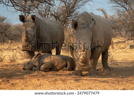 Wild animals. A family of white rhinos in the African savannah