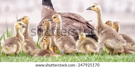 Canada Geese chicks surrounding their mother, photograph with artistic processing